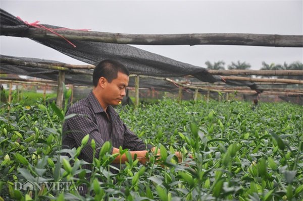 hoa ly, trồng hoa, vườn hoa, nông dân, thu tiền tỷ,