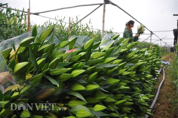 hoa ly, trồng hoa, vườn hoa, nông dân, thu tiền tỷ,