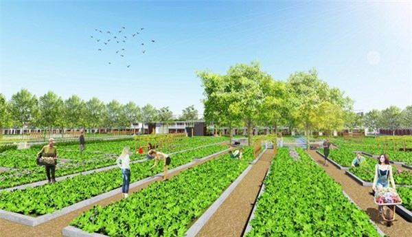 mua đất trồng rau, trang trại mini, bán đất phân lô, đất trồng rau phân lô, đại gia, trồng rau sạch