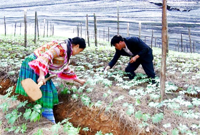 tròng cay tièn tỷ: thu 2 triẹu/kg tù loại cay quý nhu vàng hinh anh 2