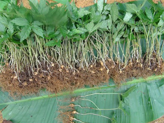 tròng cay tièn tỷ: thu 2 triẹu/kg tù loại cay quý nhu vàng hinh anh 3