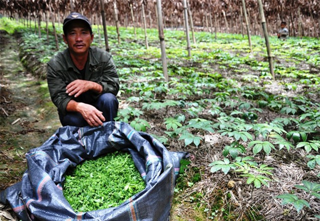 tròng cay tièn tỷ: thu 2 triẹu/kg tù loại cay quý nhu vàng hinh anh 4
