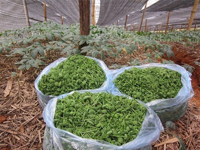 tròng cay tièn tỷ: thu 2 triẹu/kg tù loại cay quý nhu vàng hinh anh 5