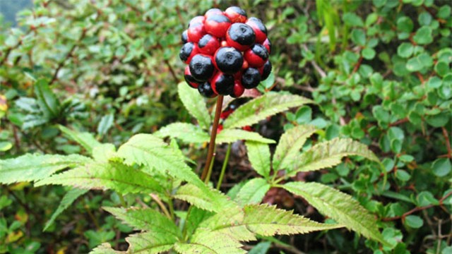 tròng cay tièn tỷ: thu 2 triẹu/kg tù loại cay quý nhu vàng hinh anh 7