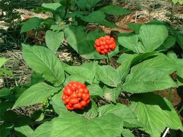 tròng cay tièn tỷ: thu 2 triẹu/kg tù loại cay quý nhu vàng hinh anh 8