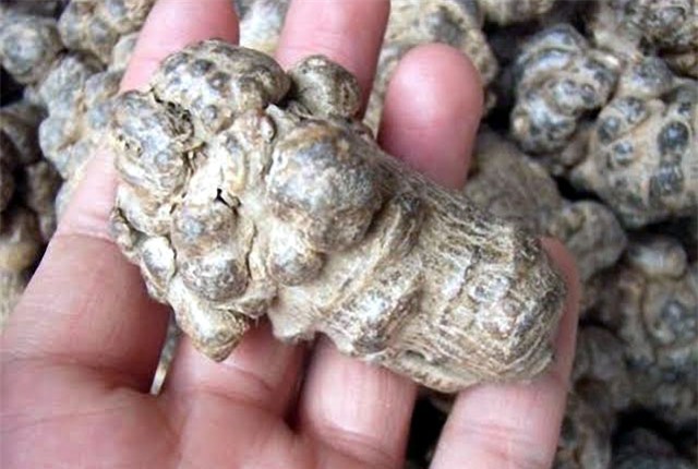 tròng cay tièn tỷ: thu 2 triẹu/kg tù loại cay quý nhu vàng hinh anh 9