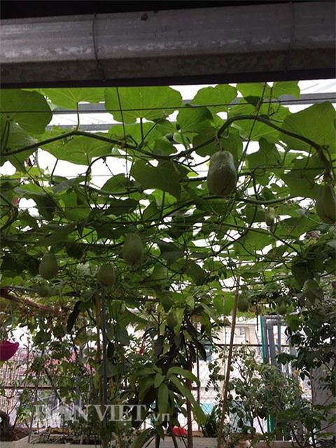 vườn rau, rau sạch, trồng rau, trồng rau sạch, nông dân,