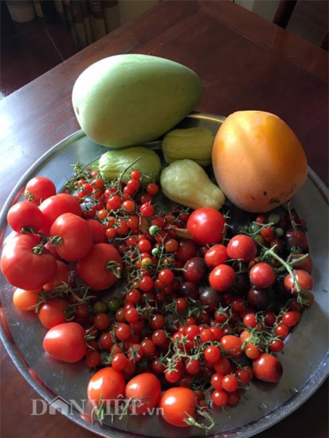 vườn rau, rau sạch, trồng rau, trồng rau sạch, nông dân,