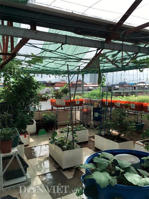 vườn rau, rau sạch, trồng rau, trồng rau sạch, nông dân,