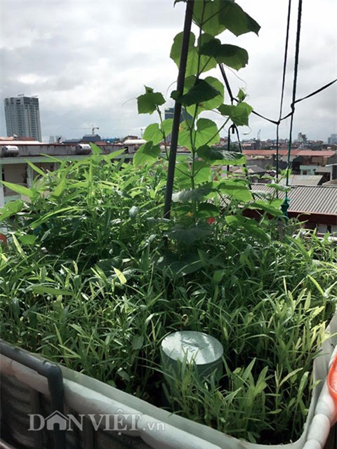 vườn rau, rau sạch, trồng rau, trồng rau sạch, nông dân,