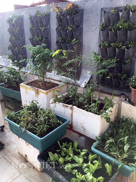 vườn rau, rau sạch, trồng rau, trồng rau sạch, nông dân,