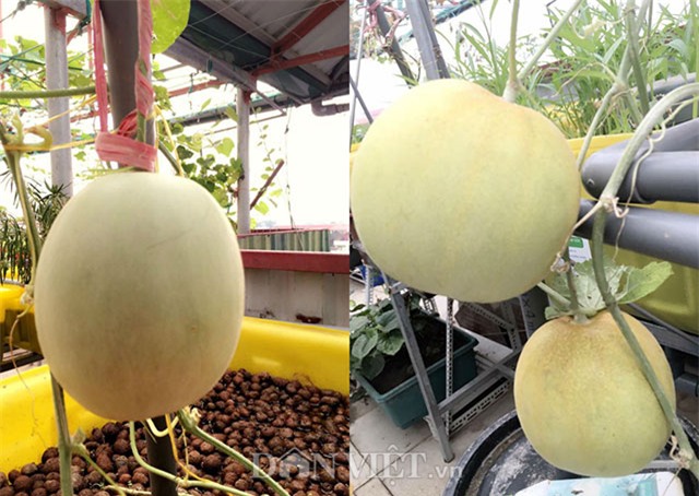 vườn rau, rau sạch, trồng rau, trồng rau sạch, nông dân,