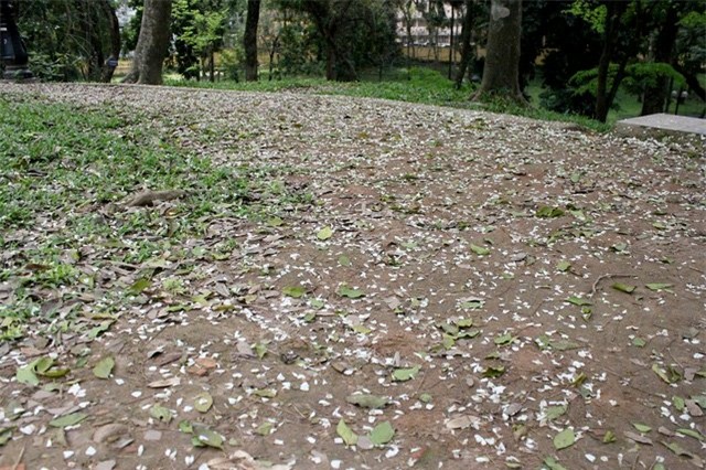 vườn sưa, gốc sưa, cành sưa, sưa đỏ, tiền tỷ, Hà Nội
