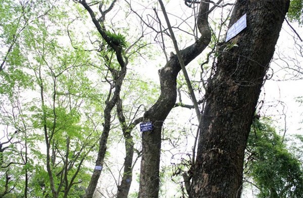 vườn sưa, gốc sưa, cành sưa, sưa đỏ, tiền tỷ, Hà Nội