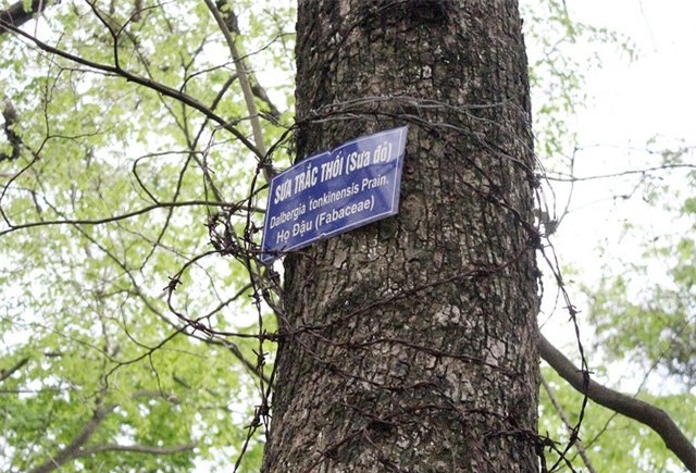 vườn sưa, gốc sưa, cành sưa, sưa đỏ, tiền tỷ, Hà Nội