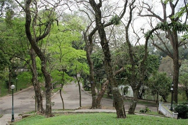 vườn sưa, gốc sưa, cành sưa, sưa đỏ, tiền tỷ, Hà Nội