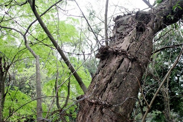 vườn sưa, gốc sưa, cành sưa, sưa đỏ, tiền tỷ, Hà Nội