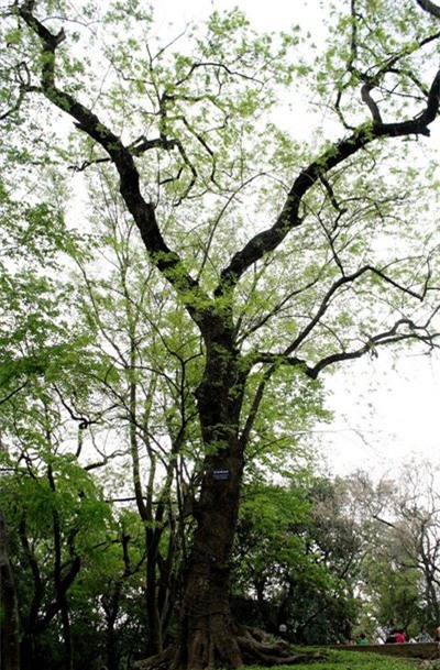 vườn sưa, gốc sưa, cành sưa, sưa đỏ, tiền tỷ, Hà Nội