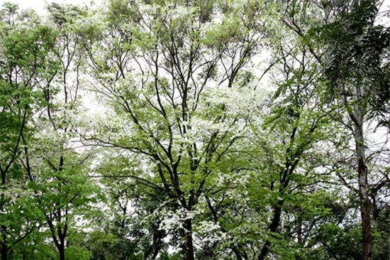 vườn sưa, gốc sưa, cành sưa, sưa đỏ, tiền tỷ, Hà Nội