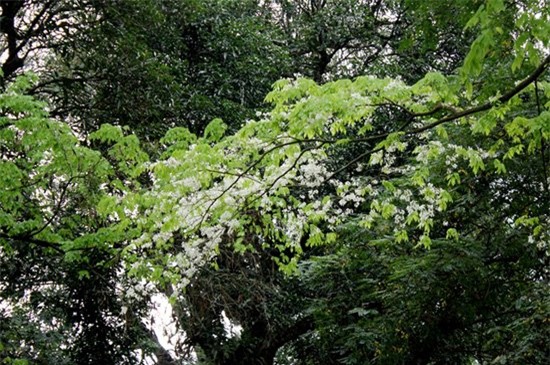 vườn sưa, gốc sưa, cành sưa, sưa đỏ, tiền tỷ, Hà Nội