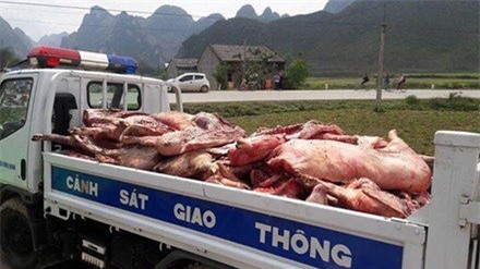 thịt thối, 'lợn hun khói, Cao Bằng, lợn chết, thịt lợn