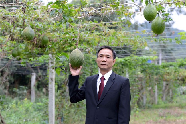 trong cay tien ty: vua gac tiet lo trong gac 1 lan, “an san” 20 nam hinh anh 2