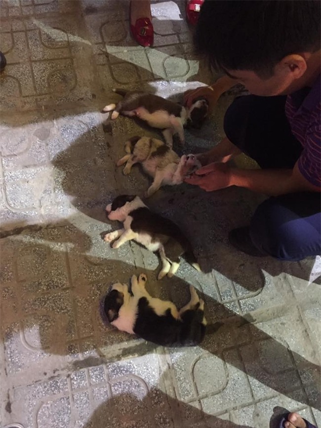 Hà Nội: 4 chú chó con dòng Border Collie nằm thoi thóp sau khi bị ném từ tầng 40 chung cư xuống đất - Ảnh 1.