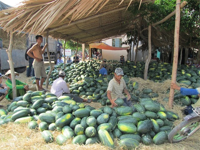 Dưa hấu, rớt giá,  nông dân, nông sản,nông sản Việt