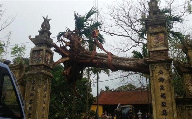 cây sưa, gỗ sưa, cây sưa 50 tỷ, cây sưa ở Bắc Ninh, Bắc Ninh, cây sưa 200 năm tuổi