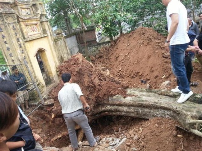 cây sưa, gỗ sưa, cây sưa 50 tỷ, cây sưa ở Bắc Ninh, Bắc Ninh, cây sưa 200 năm tuổi
