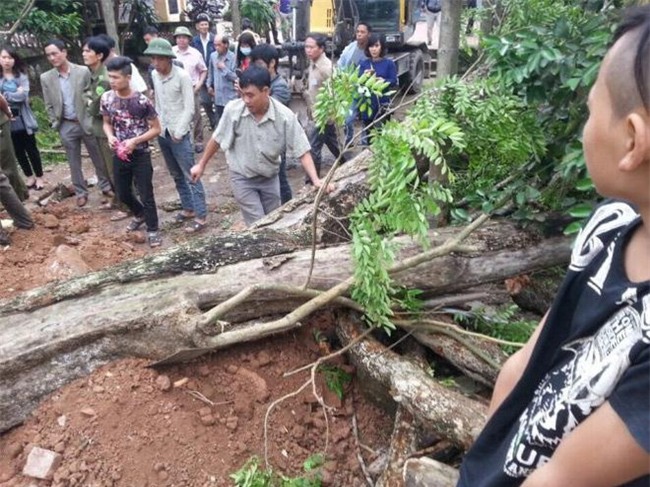 cây sưa, gỗ sưa, cây sưa 50 tỷ, cây sưa ở Bắc Ninh, Bắc Ninh, cây sưa 200 năm tuổi