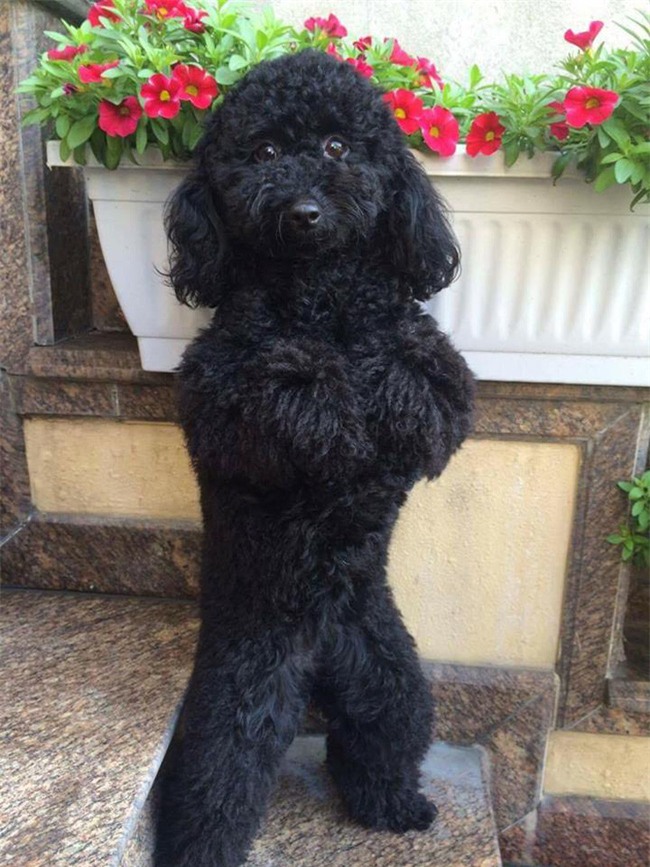 Bức ảnh về tình chị em của cô chó 3 tuổi và cậu nhóc 2 tuổi đốn tim dân mạng - Ảnh 6.