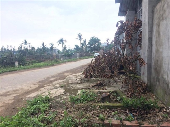 Dan Ha Noi xin de lai cay xanh, lanh dao xa quyet chat de dep via he hinh anh 1