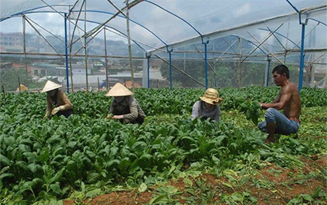 trong cay tien ty: thu lai cao ngat nguong nho rau cai...