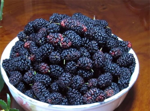 Dâu tằm rất tốt cho người bị mất ngủ, tóc bạc sớm. Ảnh minh họa