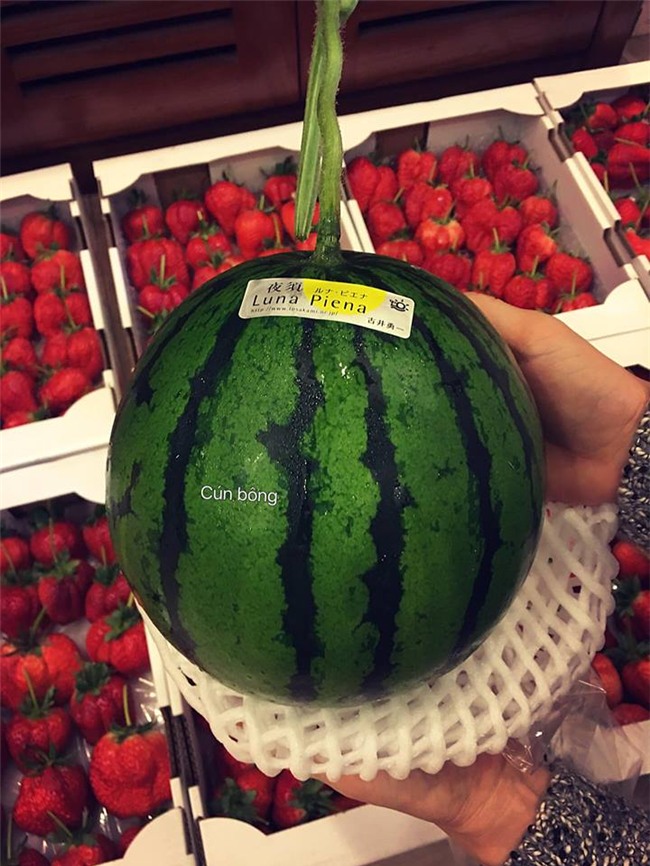 dưa hấu, nông sản việt, dưa hấu nhật, dưa hấu việt, hoa quả nhập ngoại, dưa hấu việt ế ẩm, dưa hấu rẻ như cho