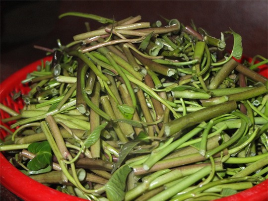 Loại rau quen thuộc mâm cơm nhà nào cũng có chữa được bách bệnh mà bạn thường nhắm mắt làm ngơ - Ảnh 2.