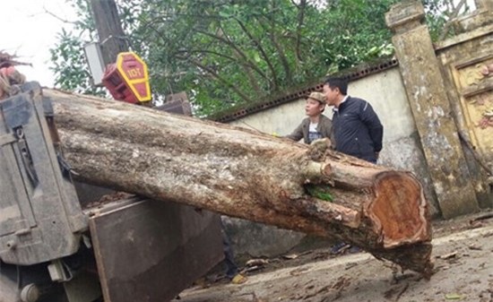 sưa đỏ, gỗ sưa, cây sưa, tiền tỷ, Bắc Ninh, cây sưa Bắc Ninh