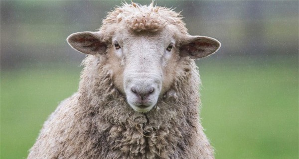 Đừng sống như những chú cừu, cam chịu và làm theo lệnh của người khác, bạn sẽ chẳng bao giờ thành công được đâu