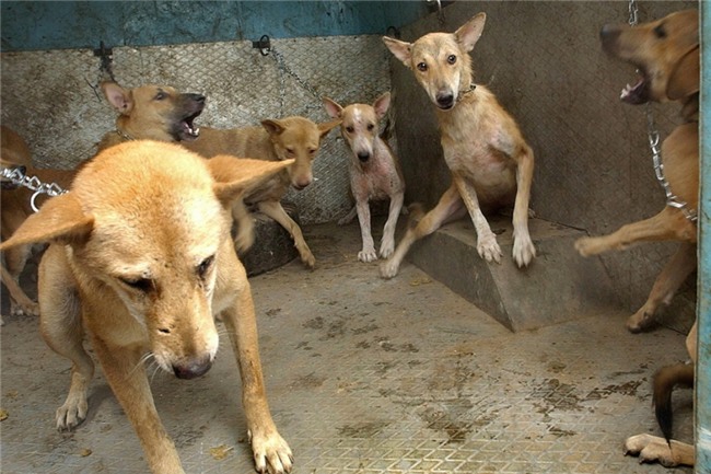 nu benh nhan bi cho hoang tha loi, an nua nguoi o an do hinh anh 2