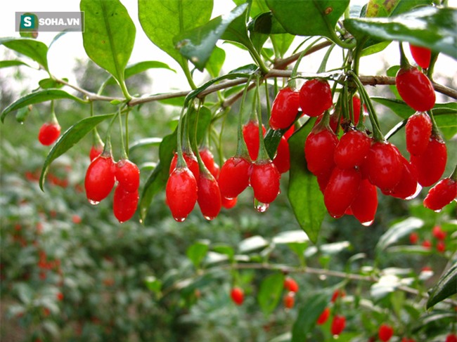 Bảo bối thải độc và phòng chữa bệnh gan được Đông y khen là món quà trời ban - Ảnh 3.