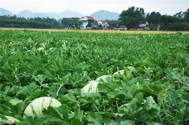 Dua hau con 1.000 dong/kg, huyen lap duong day nong giai cuu hinh anh 1