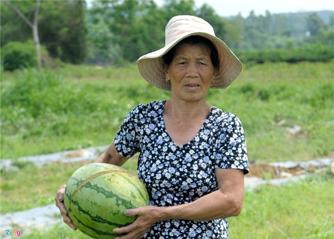 Dua hau con 1.000 dong/kg, huyen lap duong day nong giai cuu hinh anh 2