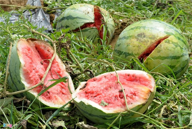 Dua hau con 1.000 dong/kg, huyen lap duong day nong giai cuu hinh anh 4