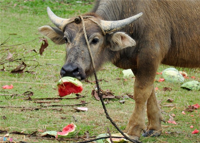 Dua hau con 1.000 dong/kg, huyen lap duong day nong giai cuu hinh anh 6