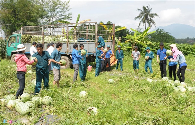 Dua hau con 1.000 dong/kg, huyen lap duong day nong giai cuu hinh anh 7