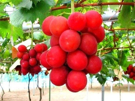 an mot qua, mat luon...xe hoi, loai trai cay nay chi danh cho "nguoi chiu choi" - 5