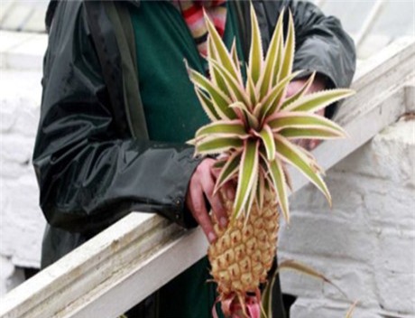 an mot qua, mat luon...xe hoi, loai trai cay nay chi danh cho "nguoi chiu choi" - 6