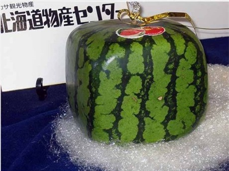 an mot qua, mat luon...xe hoi, loai trai cay nay chi danh cho "nguoi chiu choi" - 7