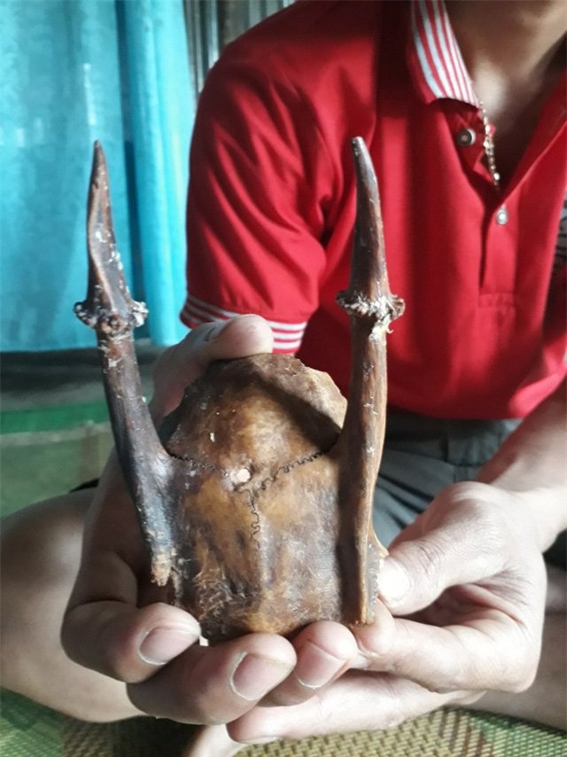 sừng lạ, sừng tê giác, Quảng trị, nhặt được, đổi đời